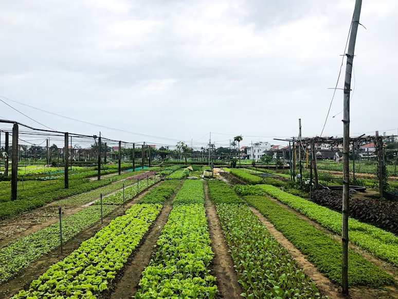 Orto da coltivare: Idee e consigli - - WoW Home